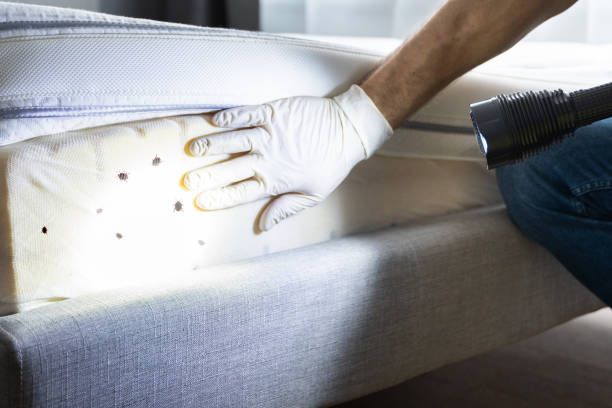 Best Affordable Pest Control Services  in Genesee, CO